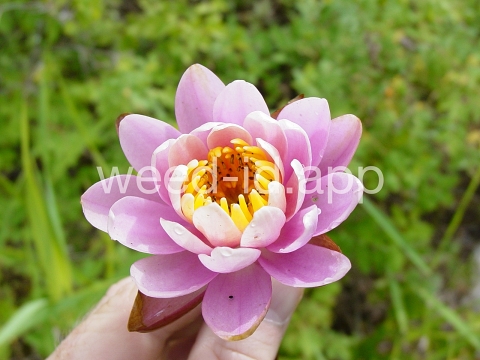 waterlily, fragrant